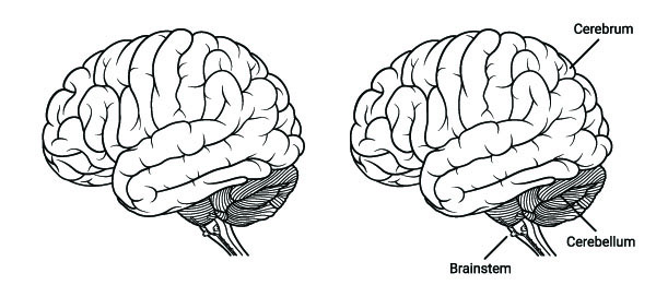 A drawing labeling the main parts of the  brain: cerebrum, brainstem, cerebellum.
