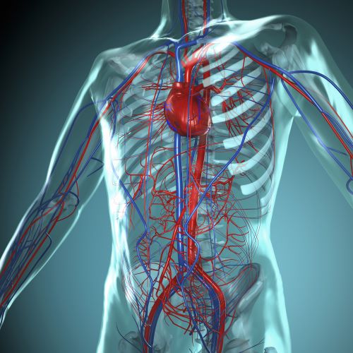 Image of the cardiovascular system with heart and multiple blood vessels. 