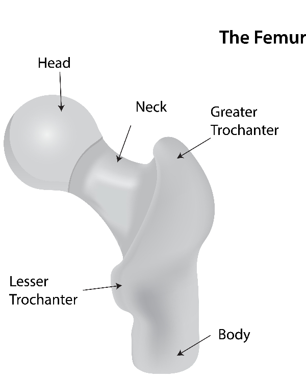 Anatomy of the femur and hip joint